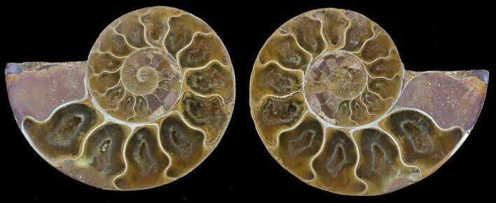 Cut & Polished, Agatized Ammonite Fossil - Jurassic #53785